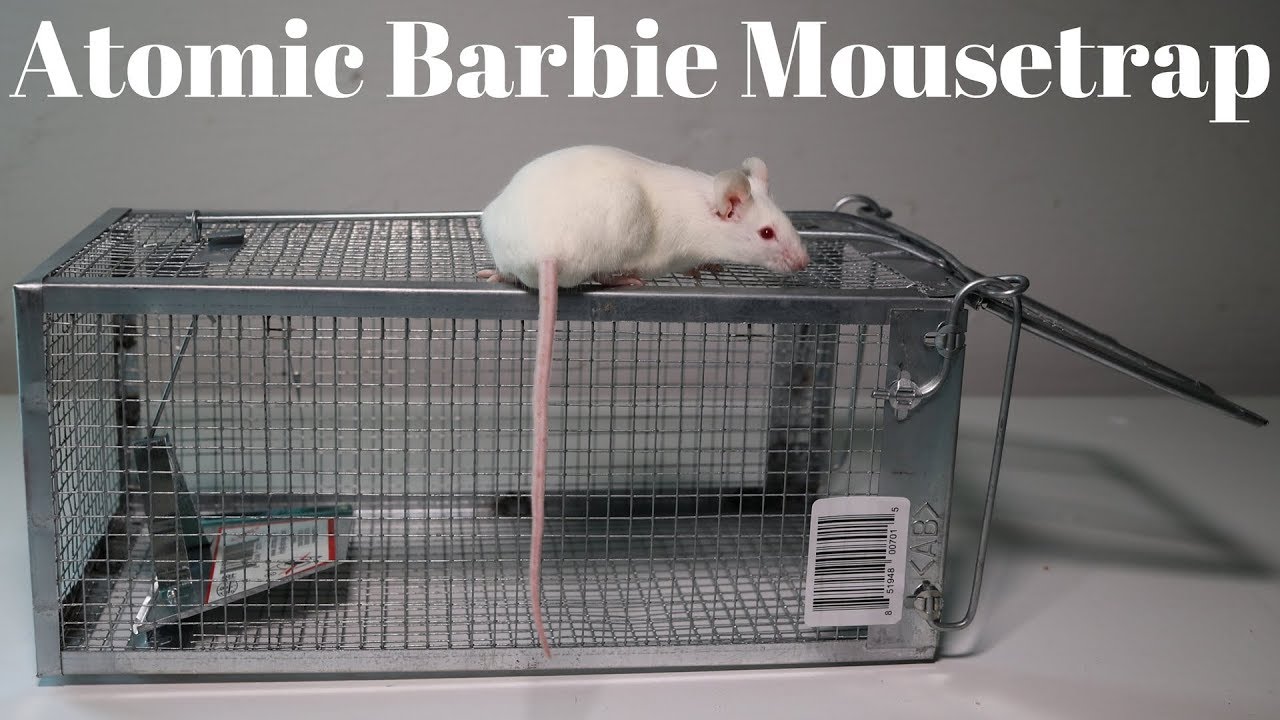 Atomic Barbie Trap Catching Mice & Squirrels. Monkey Trap Monday