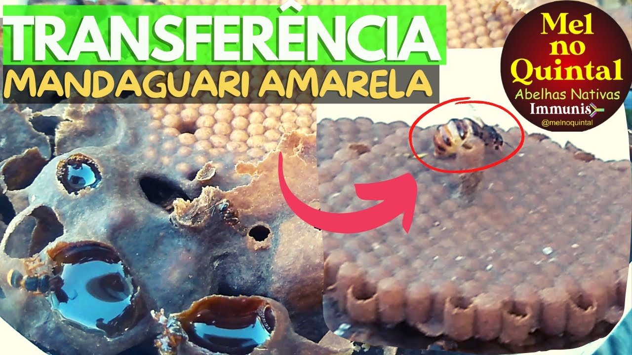 Isca protegida, SEGURANÇA TOTAL, Mandaguari amarela (Transferi e Multipliquei) ✅