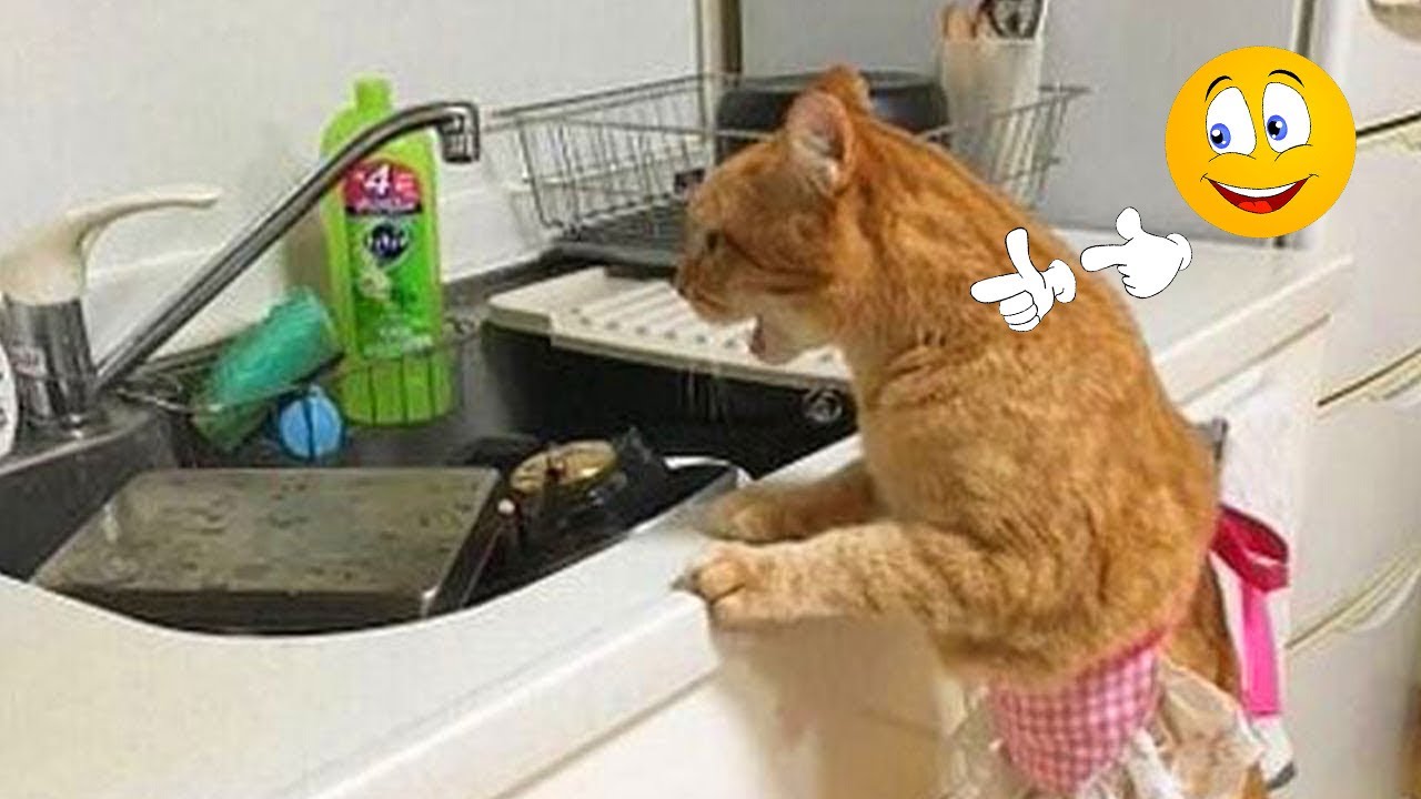 ❤️ Funniest Cats and Dogs 😆😘 Funny Cats Videos 😂🐱#1