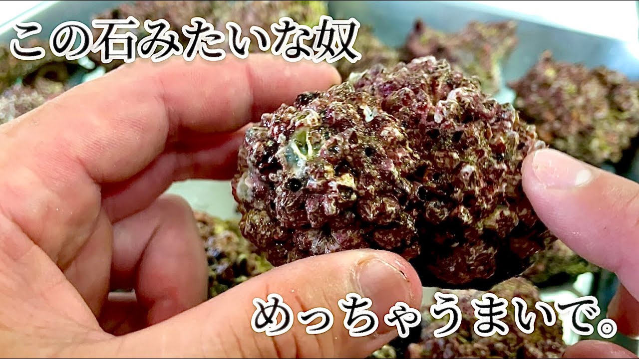 【昇天】石みたいになってしまった貝を使って炊き込みご飯作って食べたら気絶しかけた。笑