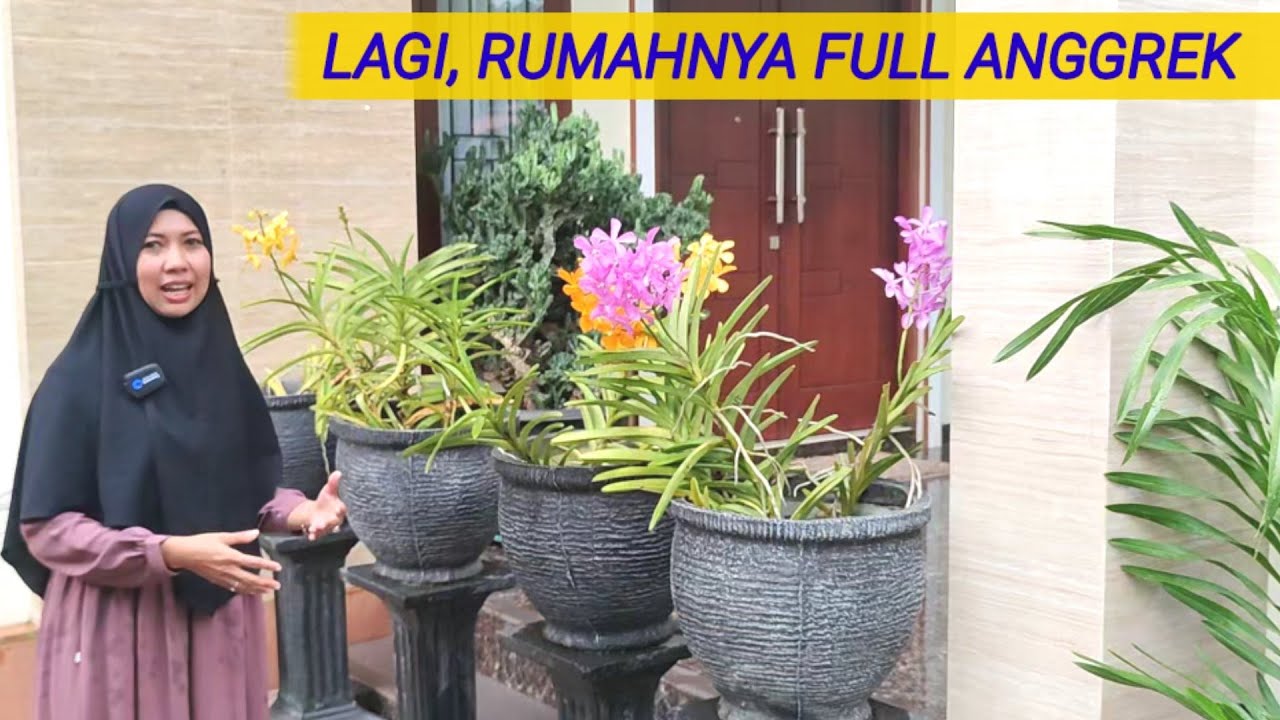 ANGGREK JADI LEBIH SUBUR TERKENA AIR HUJAN & RAJIN BERBUNGA.