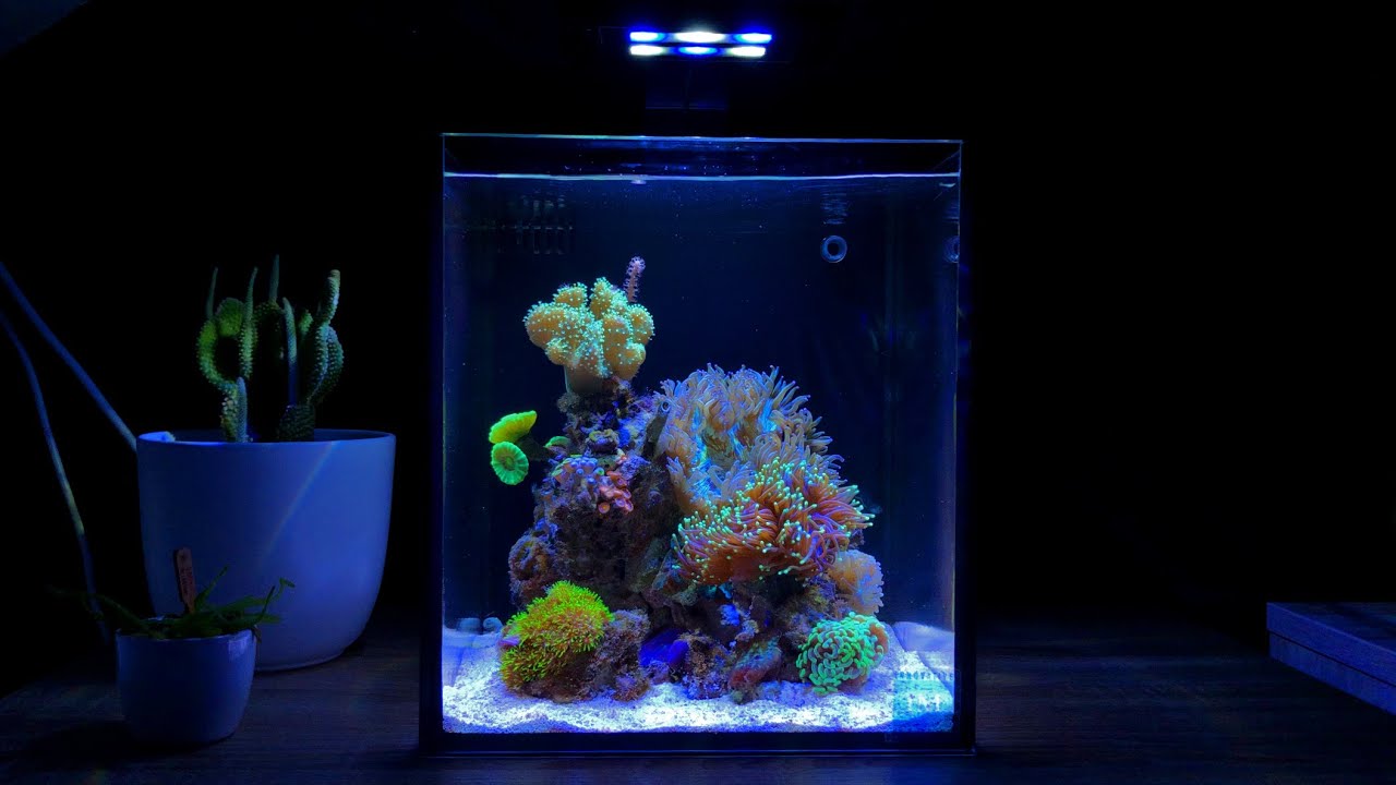 My 10 Gallon Reef Tank Setup (No Skimmer)