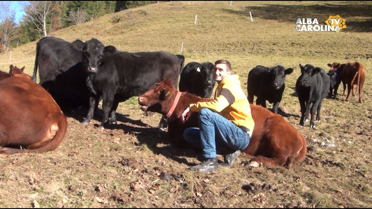 Fermă de Angus la Cheleteni, Bistra, Alba