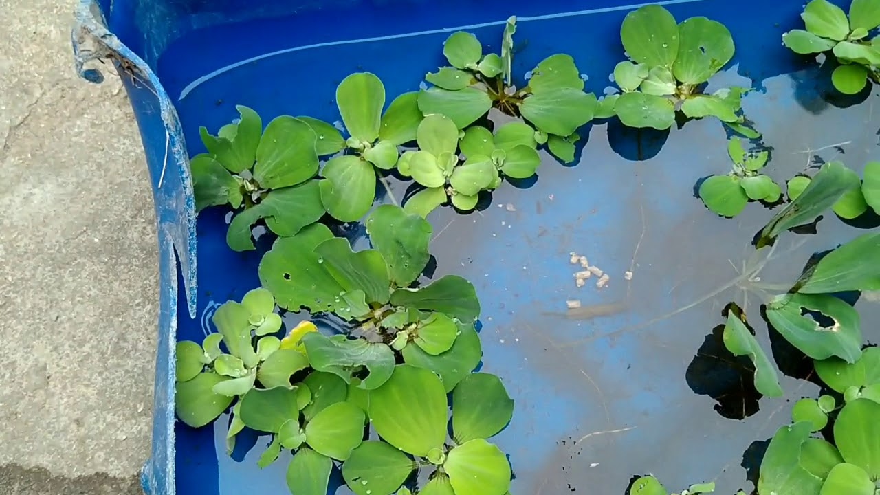 Nuôi cua đồng sinh sản