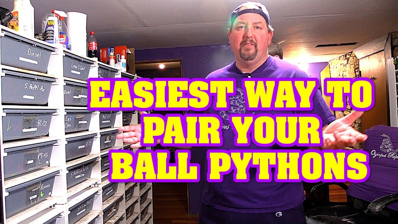 how we pair ball pythons