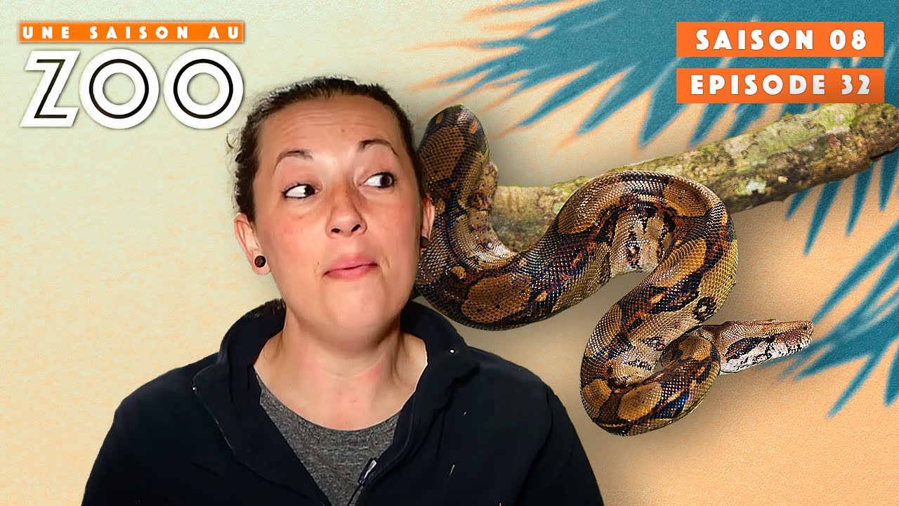 Bonne Surprise dans le Vivarium: des Bébés Boas! | S08EP32 | Émission Intégrale | Une Saison Au Zoo