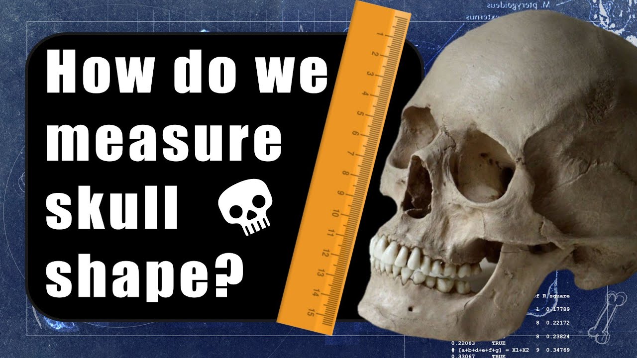 Skull Science Methods | Geometric Morphometrics
