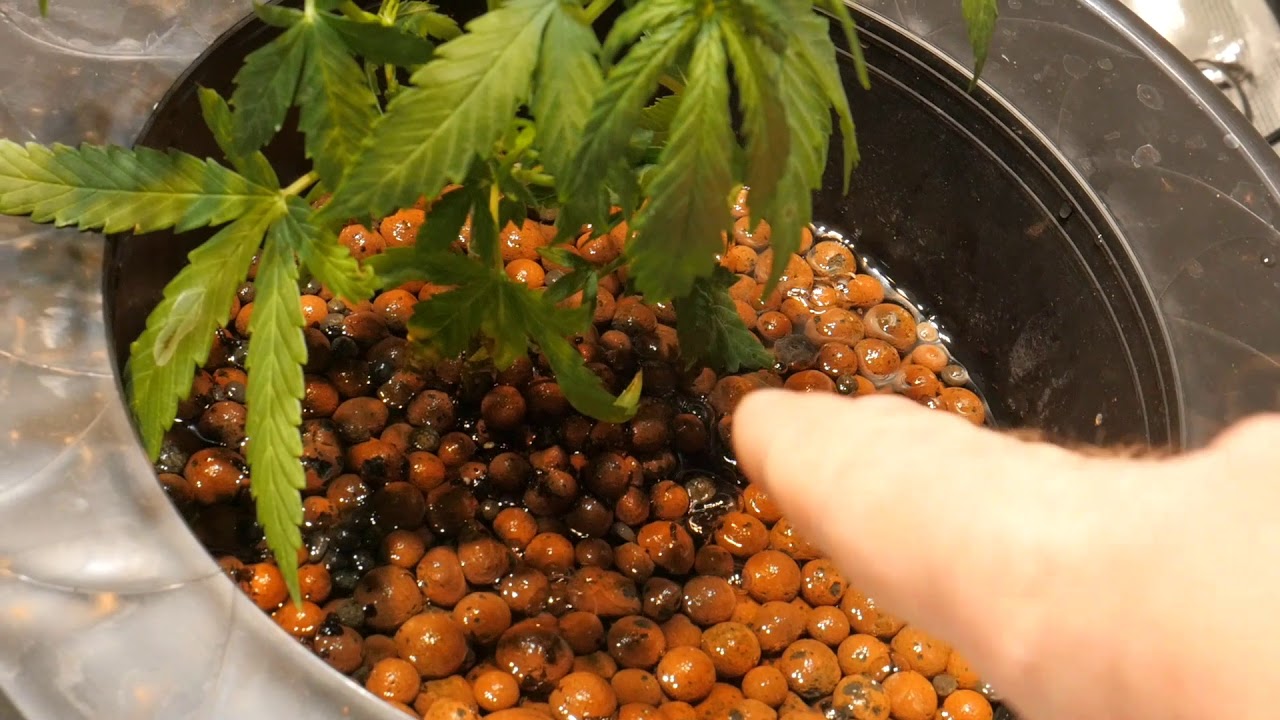 NEW HYDROPONIC OPTIC LED GROW ACMPR LEGAL CANNABIS GROW
