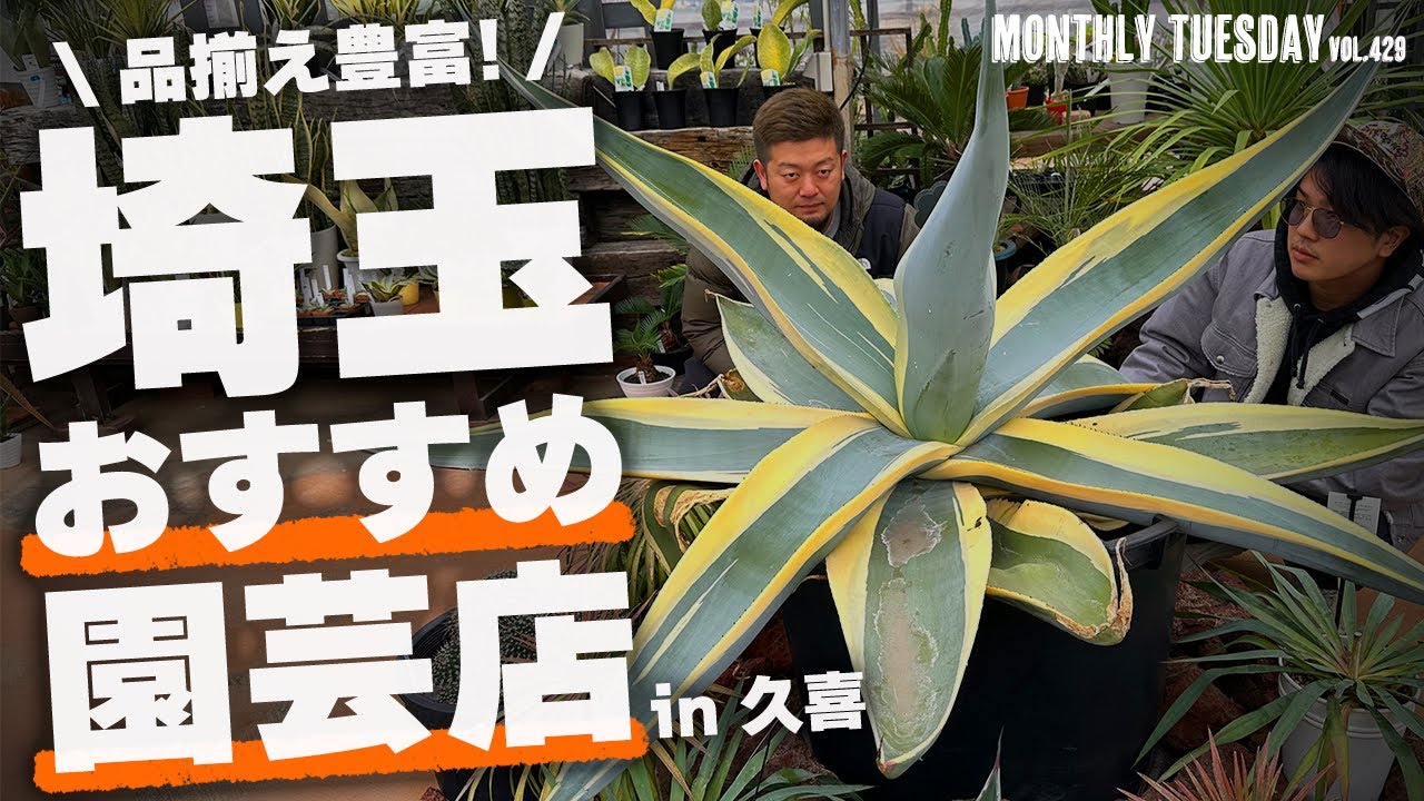 【埼玉園芸店巡り】アガベ、塊根、サボテン、多肉植物！埼玉県久喜市の名店「ノハラ園芸センター」に行ってきた！