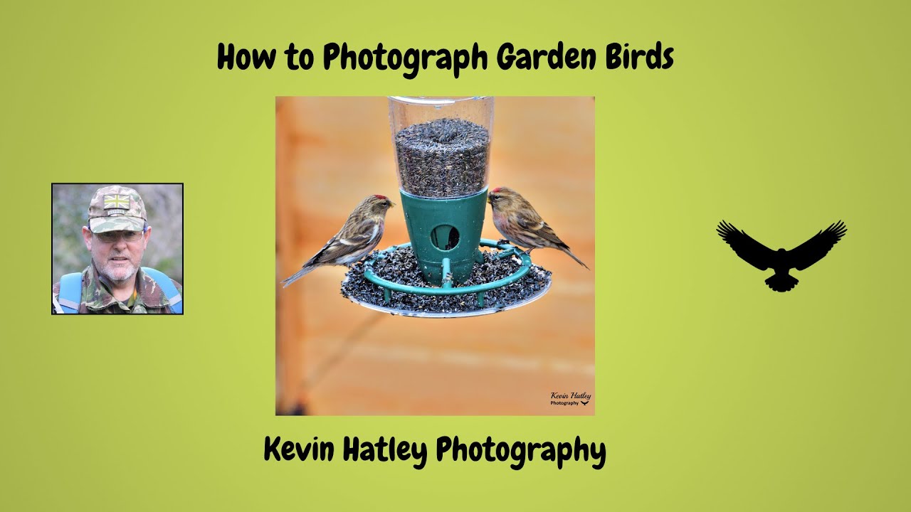 How to Photograph Garden Birds