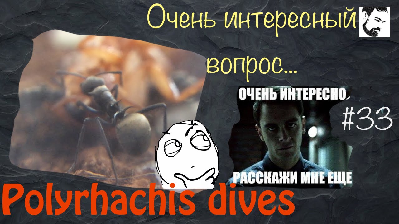 Почему именно эти муравьи? // муравьи Polyrhachis Dives //#33