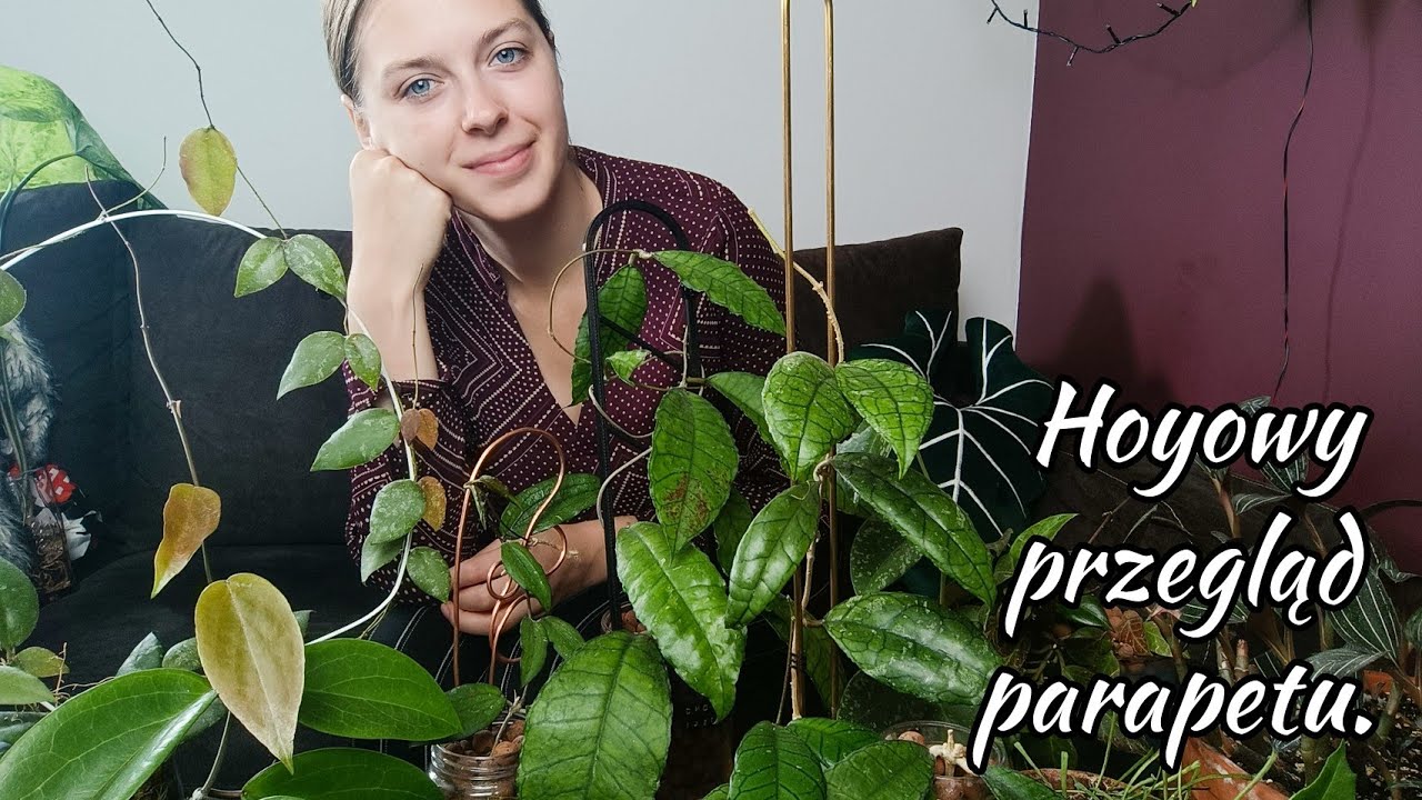 Hoye rosnące w salonie i awaria prądu 😅 Hojowy przegląd 🌱