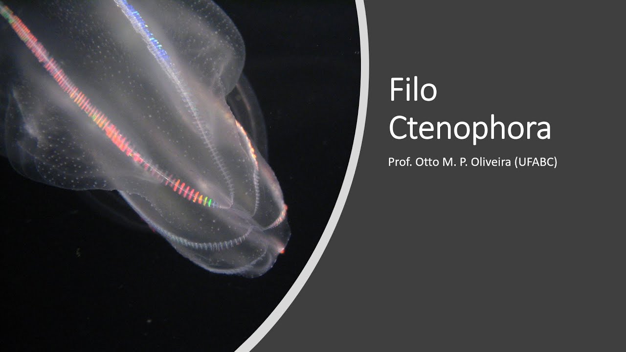 Zoologia - Filo Ctenophora