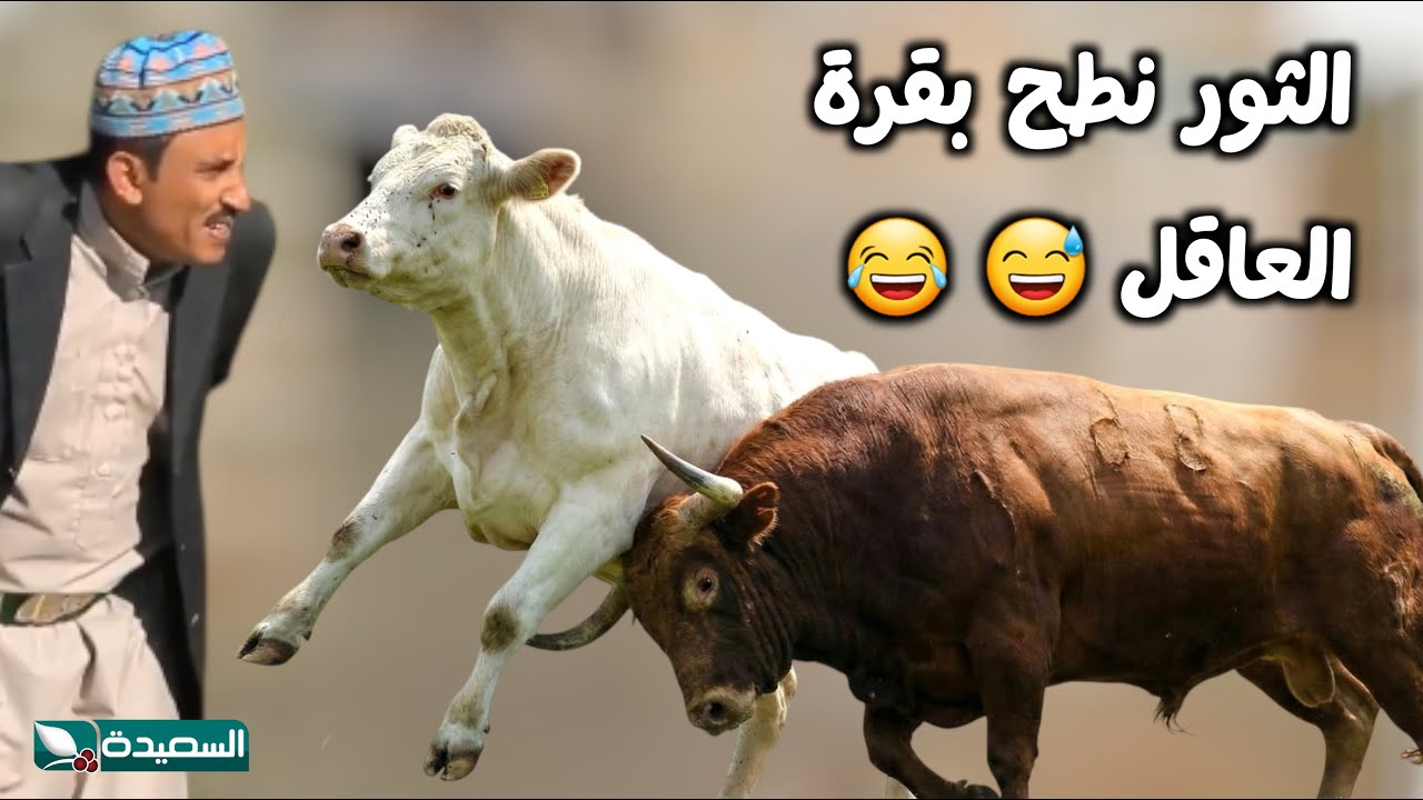 نهاية صادمة و غير متوقعة لثور القرية وصاحبه مطلوب 😂🐂 –  مسلسل حاوي لاوي