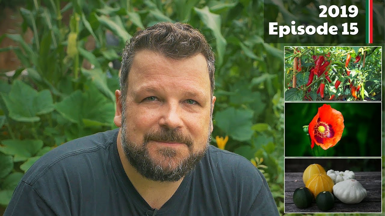 Trying to navigate my jungle of chilli peppers! (2019.E15 Garden Updates)
