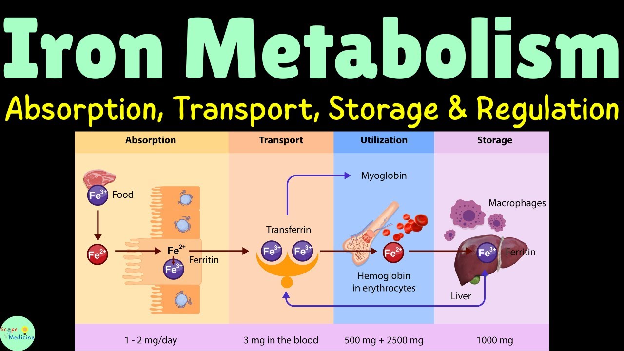 Iron Metabolism: Absorption, Transport, Storage & Regulation