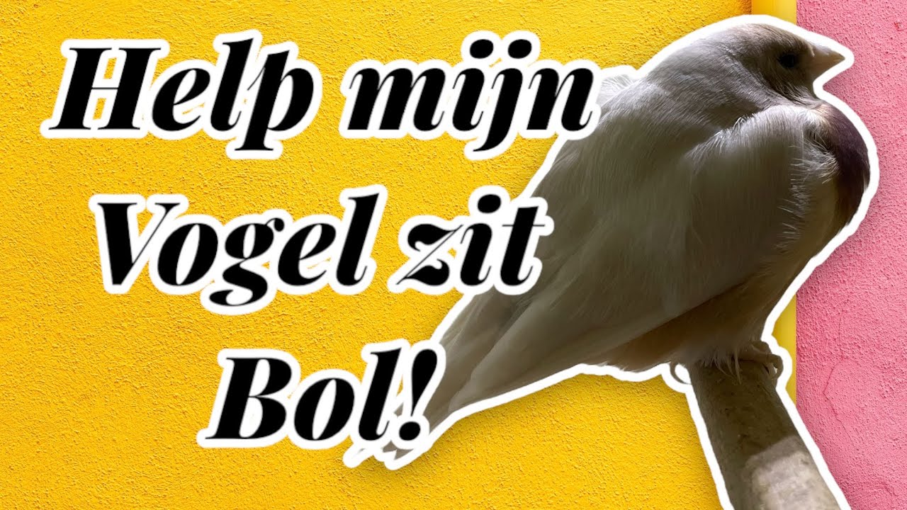 HELP mijn vogel zit BOL? | Wat nu? | KIJKEN WAARD! |