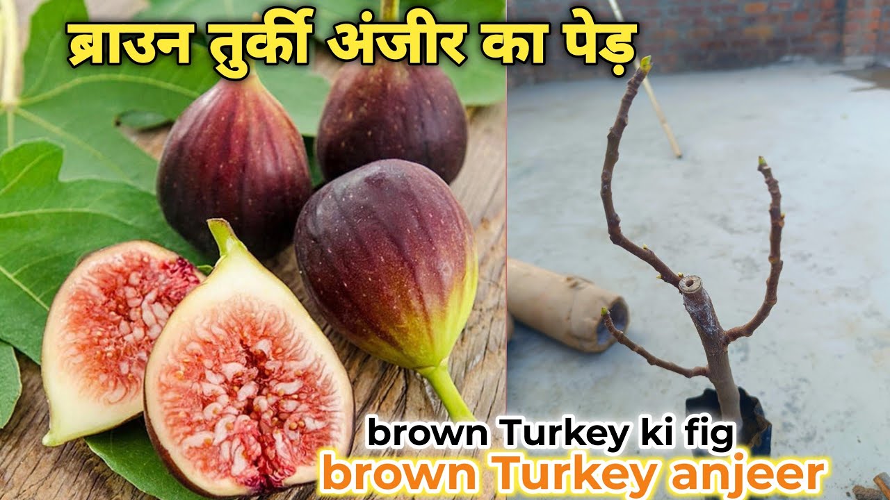ब्राउन तुर्की अंजीर का पेड़ |Brown Turkey anjeer brown Turkey fig plant ☘️
