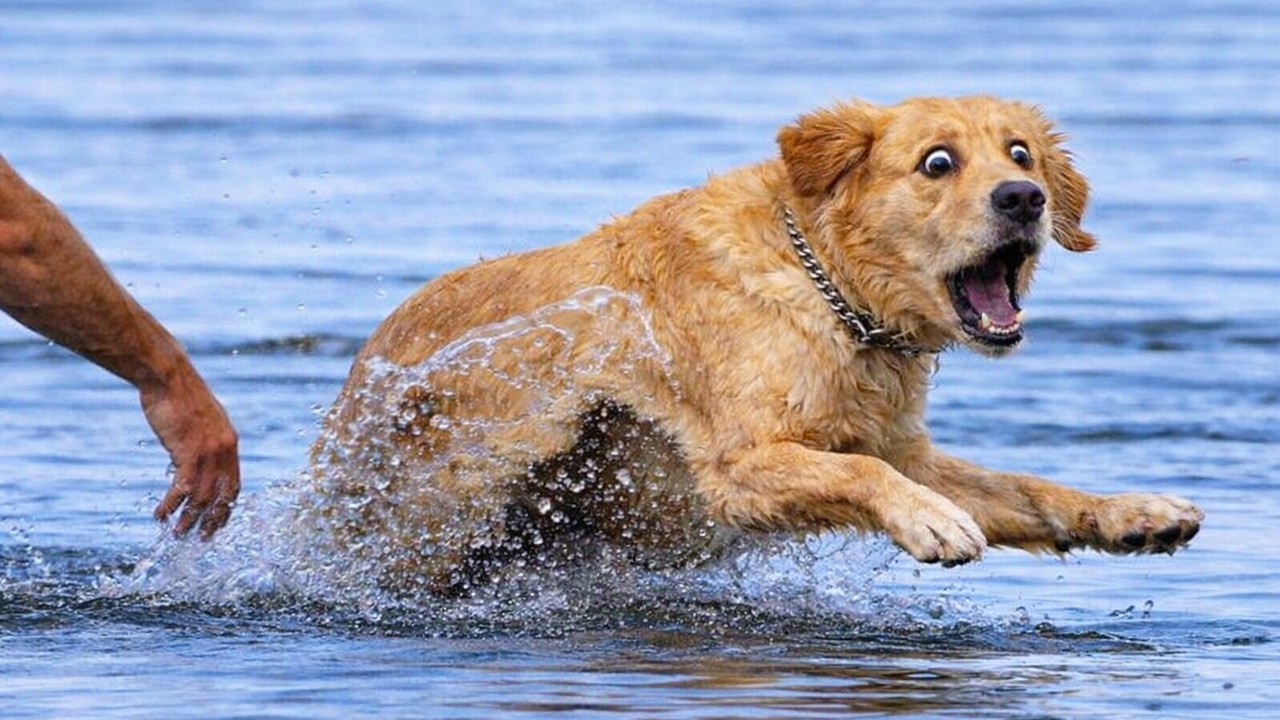 The Funniest Dramatic Animal Reactions 😂 Funny Dog & Cat Moments 🐾