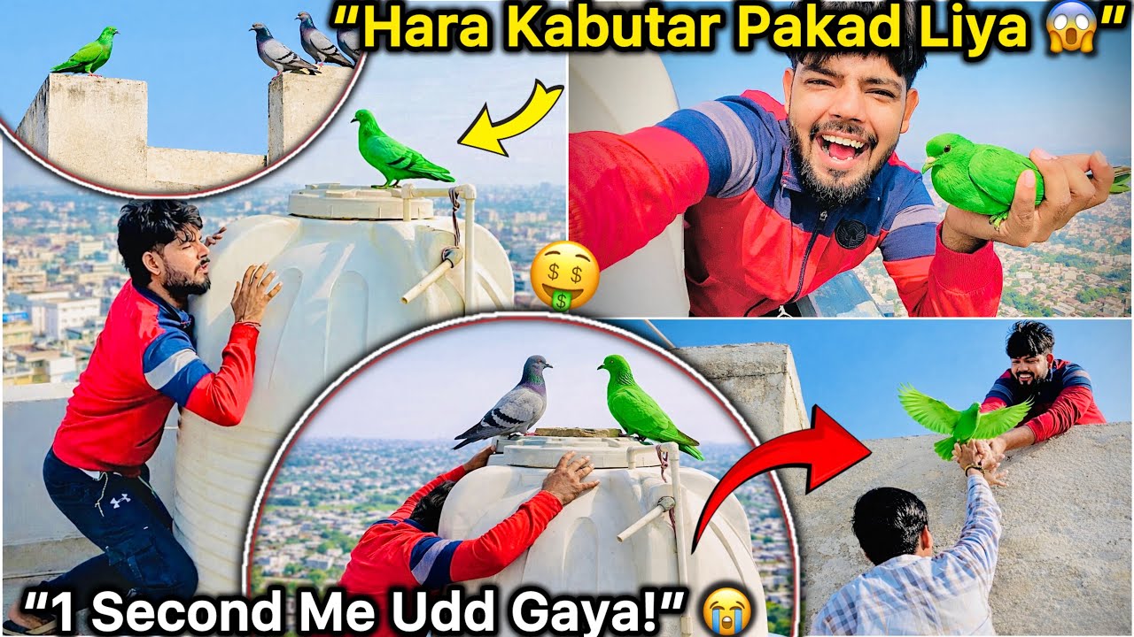 Aaj Pakda Green Kabutar…Par Udd Gaya 😱 Ab Kaise Pakdu? 😭
