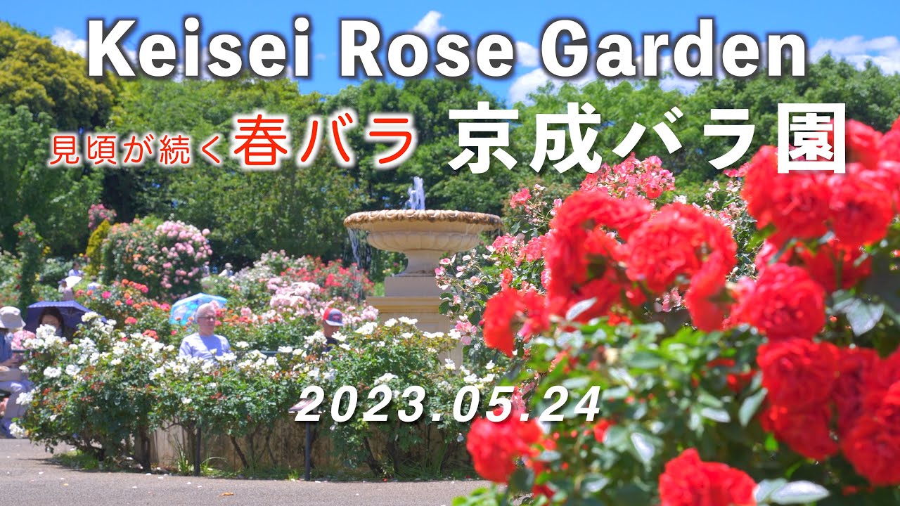 2023.05.24 『京成バラ園』見頃が続く春バラ [4K] Keisei Rose Garden / Spring Roses