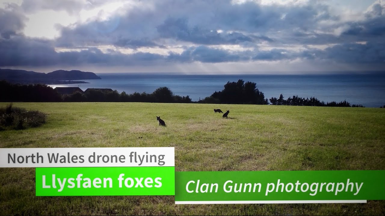 Foxes of Llysfaen 2025