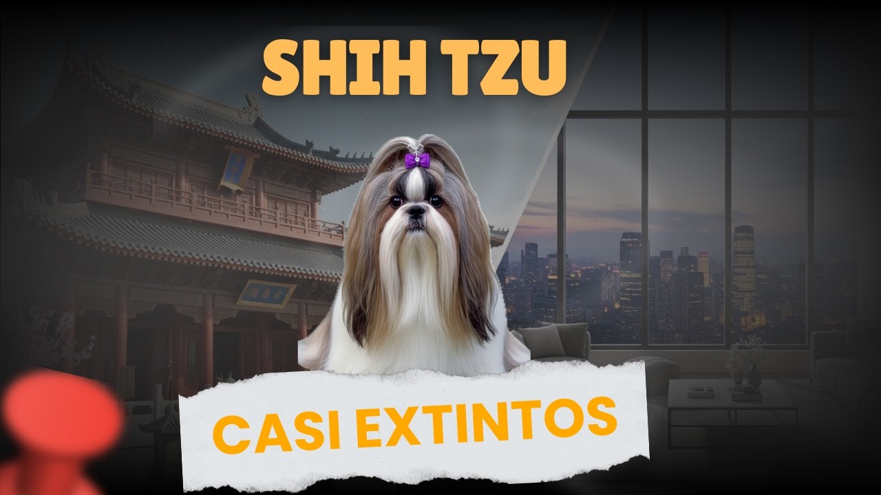 SHIH TZU - MI HISTORIA ESTUVO PROHIBIDA DURANTE SIGLOS