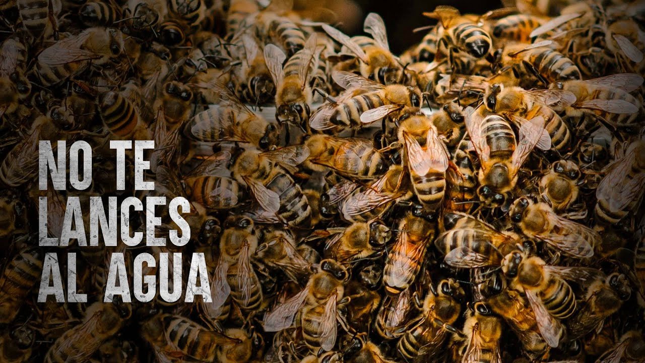 Cómo Sobrevivir un enjambre de abejas africanas