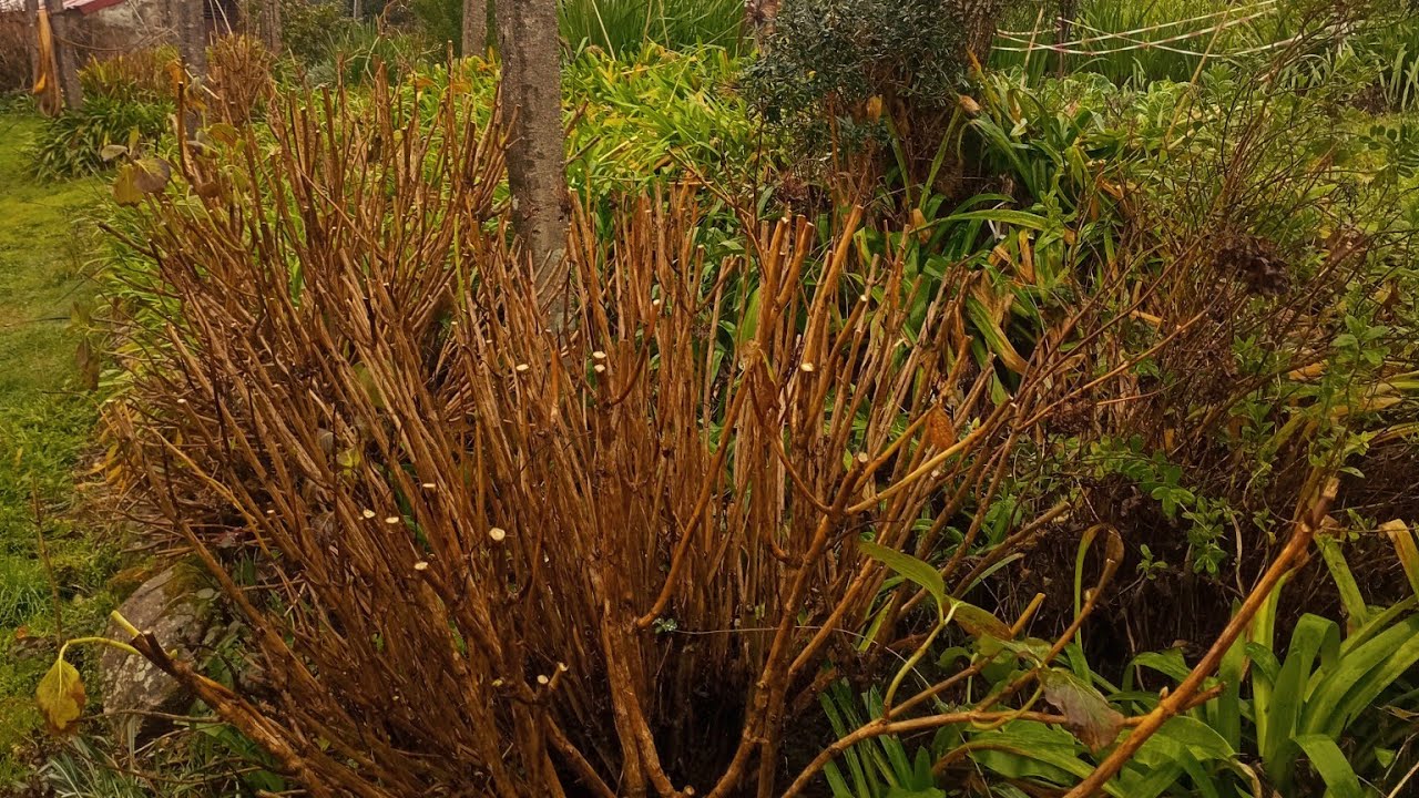 Poda nas hortênsias e roseiras época certa para plantar 🇵🇹