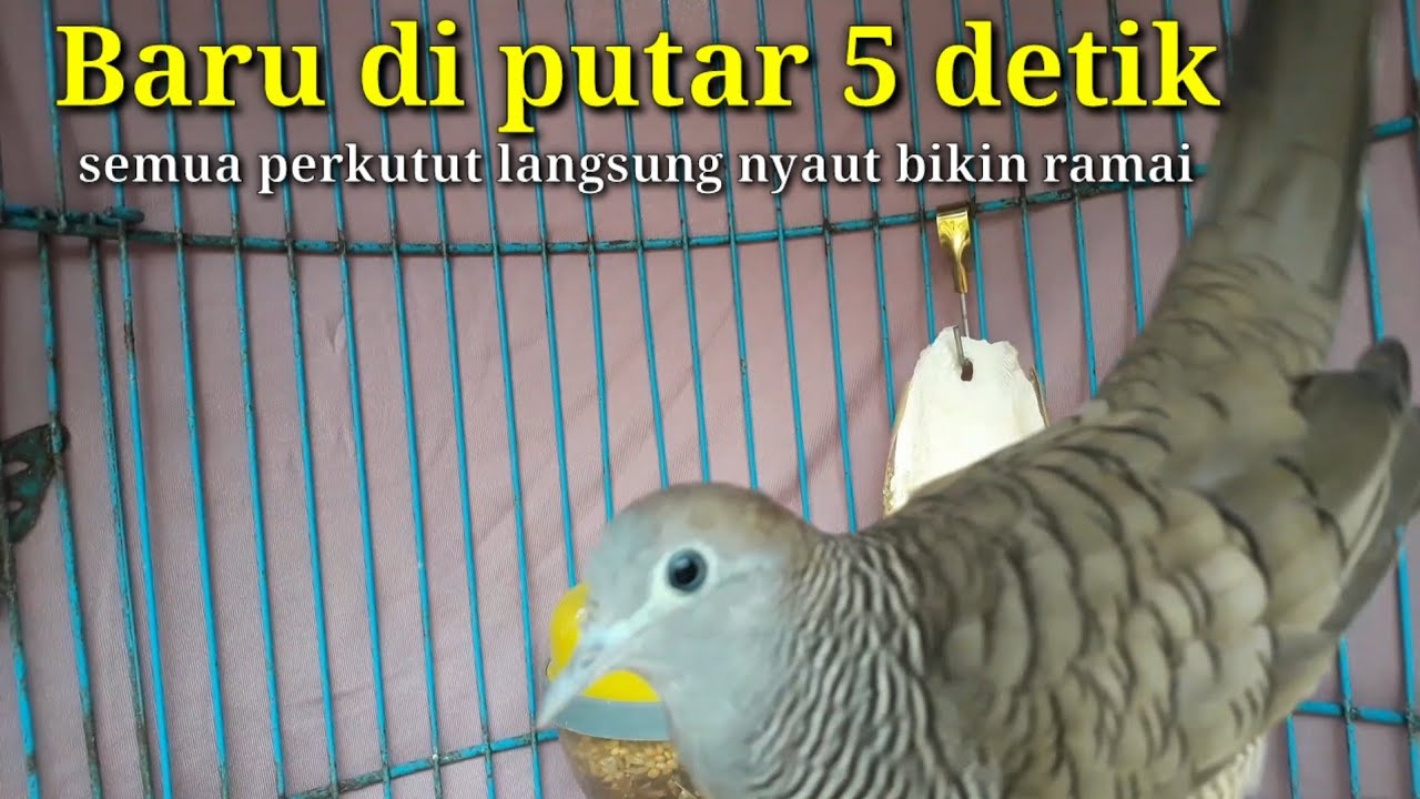 perkutut gacor ini ampuh buat pancingan perkutut lokal bahan