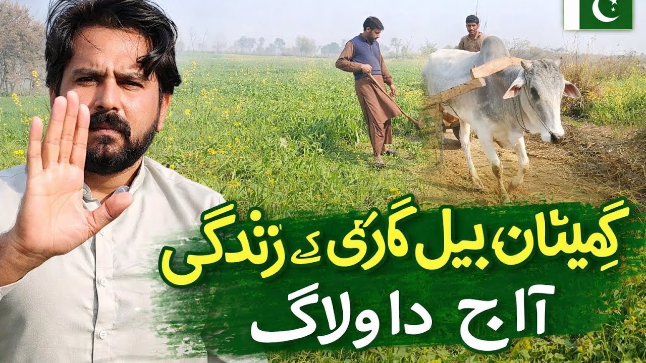  چارے تے میل جول 🌾 | پنڈ دا ولاگ بیل گاڈی تے پنڈ دی رونق 🐂 سادھی زندگی، سچا میل جول ❤️ پنڈ، چارا 