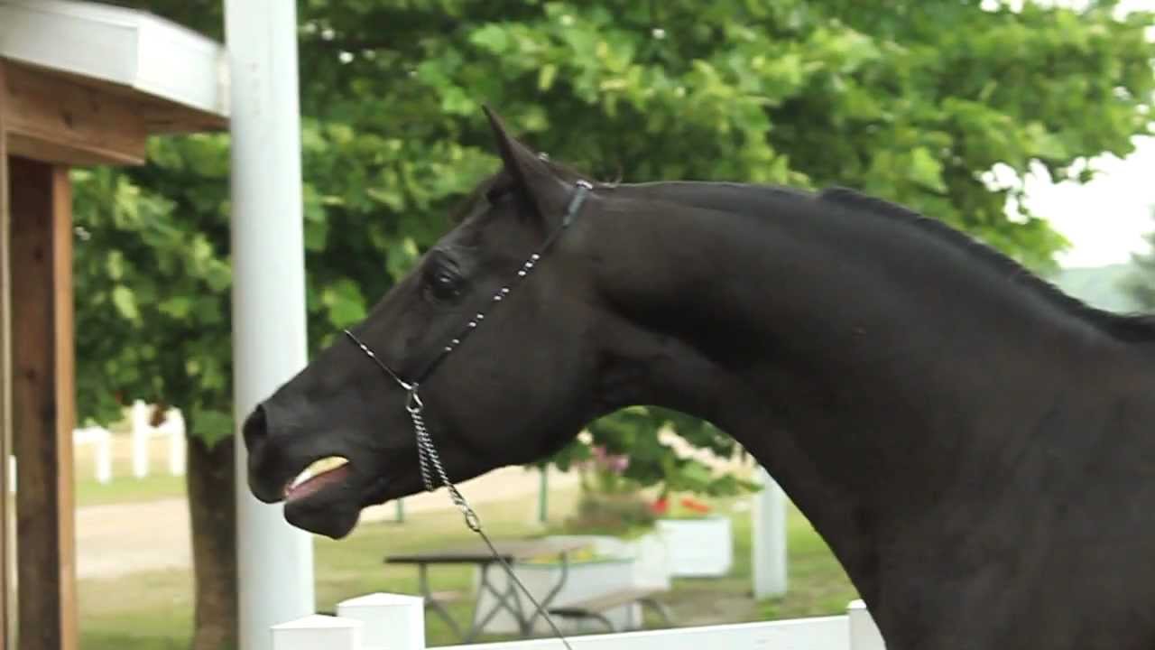 Lu-Nor Hotnblack - 1998 Black Arabian Stallion
