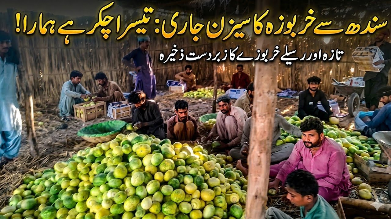 Sindh Melon Season 2026: Our 3rd Massive Stock Arrival! 🍈🚛 | Sindh Vegetable And fruits Market