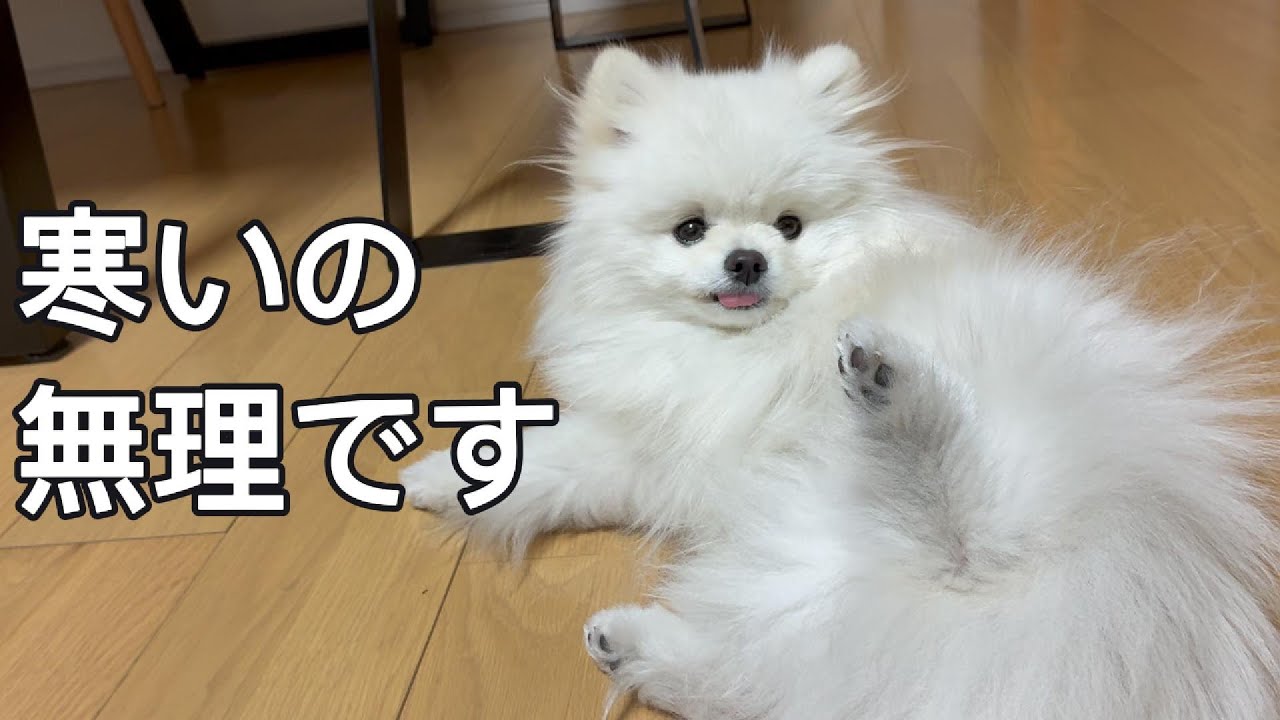雪の日に家でぬくぬくするポメラニアン