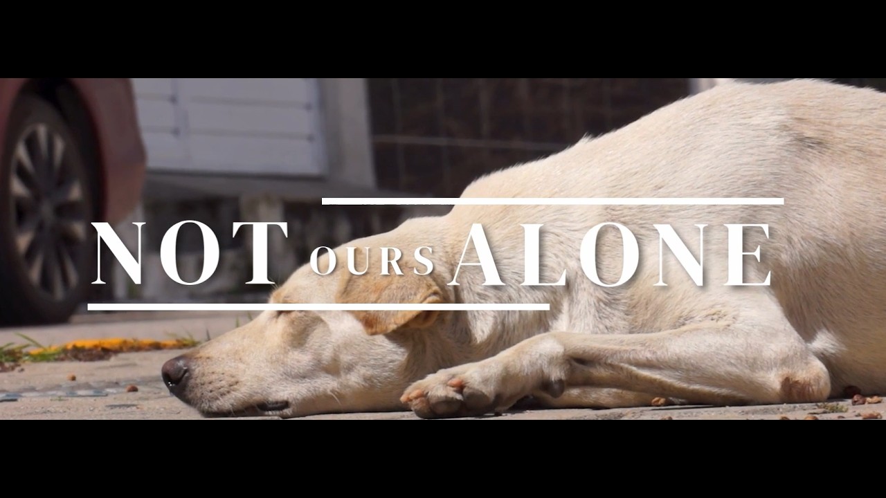 Not ours Alone | A Documentary Film on Stray Animals