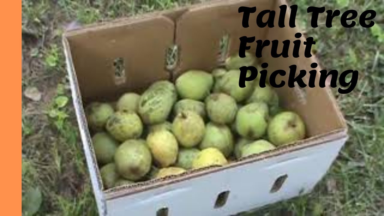 How to pick fruit from a tall tree