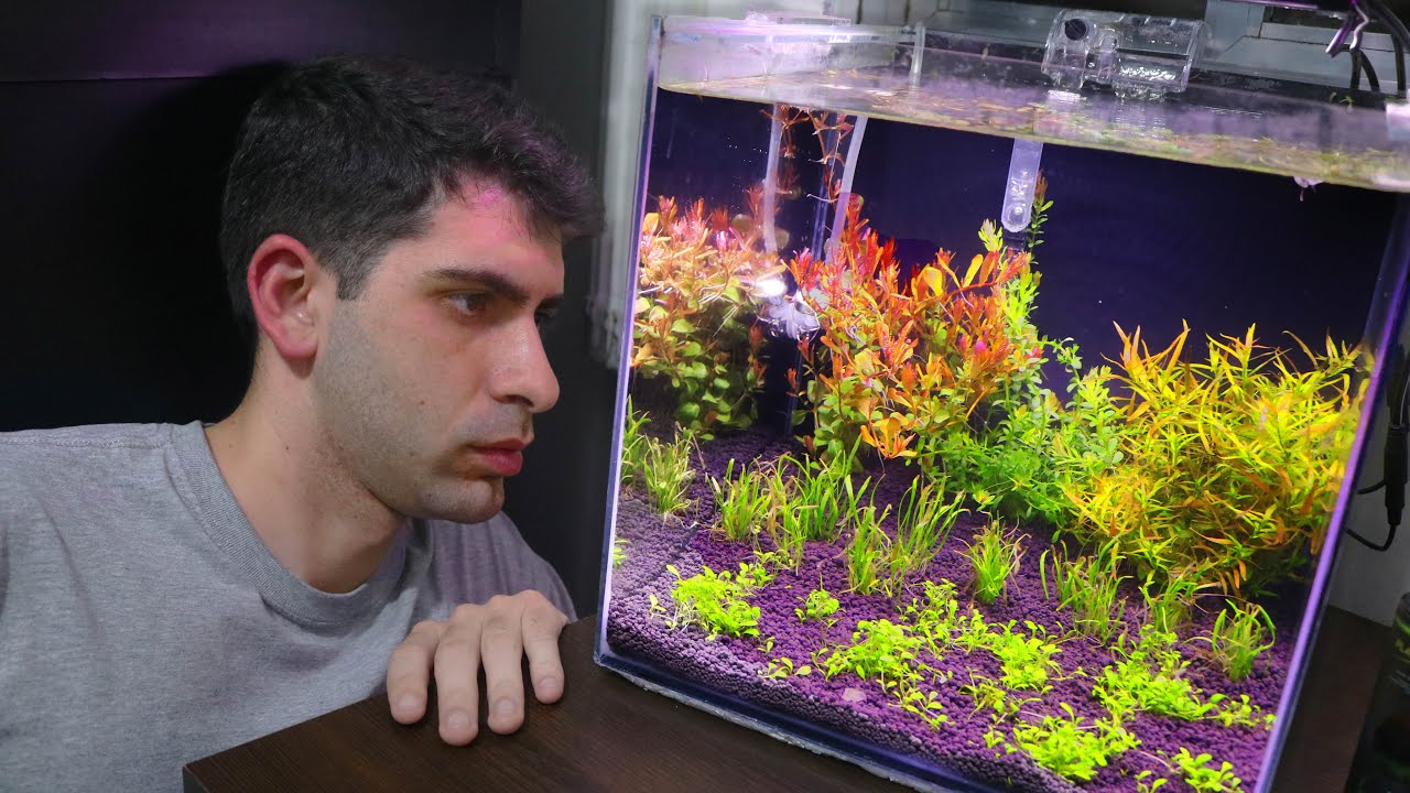 APÓS 10 ANOS EU MONTEI UM AQUÁRIO PLANTADO!!!