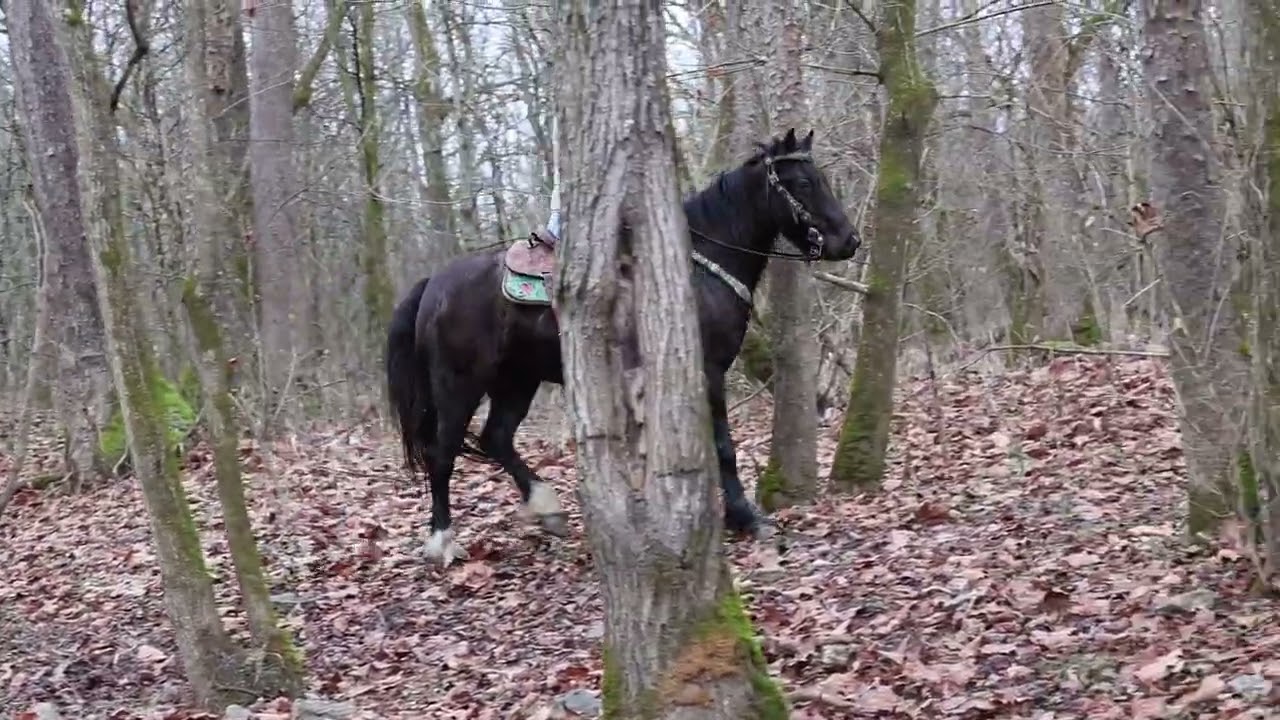 RESPONSIVE, WELL BROKE BLACK GYPSY VANNER PONY MARE, RIDES AND DRIVES