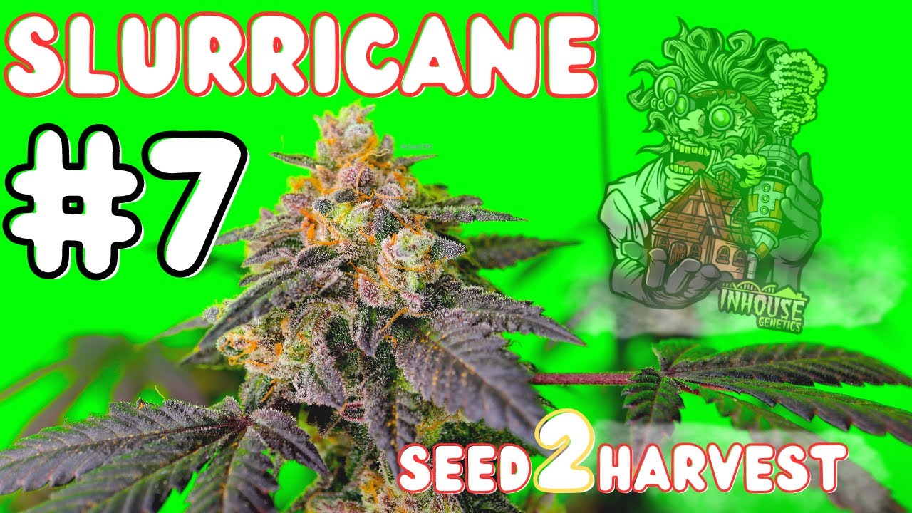 SLURRICANE #7 🔥 Seed to Harvest Documentary 4K