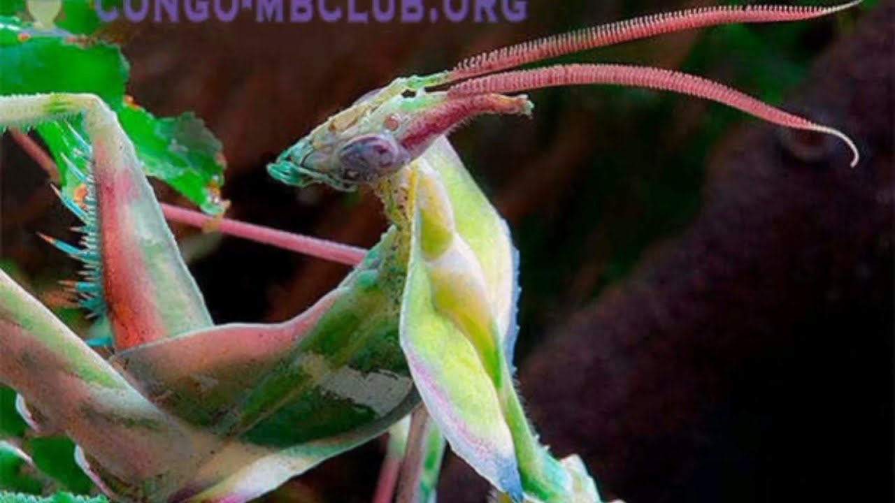 Mantis `Devil Flower | MMantiz