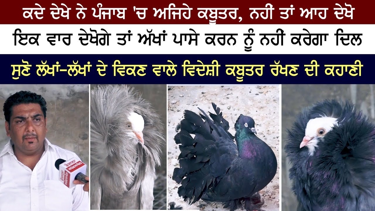 ਕਦੇ ਦੇਖੇ ਨੇ ਪੰਜਾਬ ‘ਚ ਅਜਿਹੇ ਕਬੂਤਰ, ਨਹੀਂ ਦੇਖੇ ਤਾਂ ਫਿਰ ਆਹ ਦੇਖੋ, ਦੇਖਦੇ ਹੀ ਰਹਿ ਜਾਓਗੇ