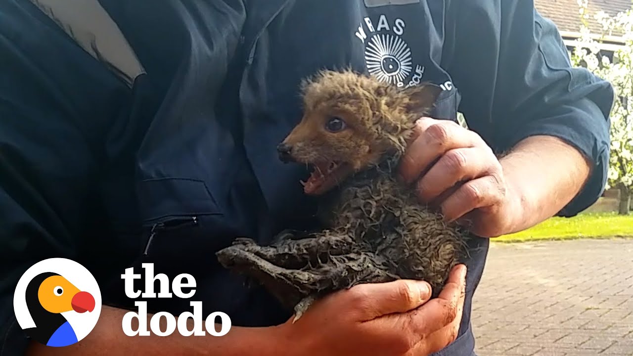 Lost Fox Cub Reunites With Mom | The Dodo