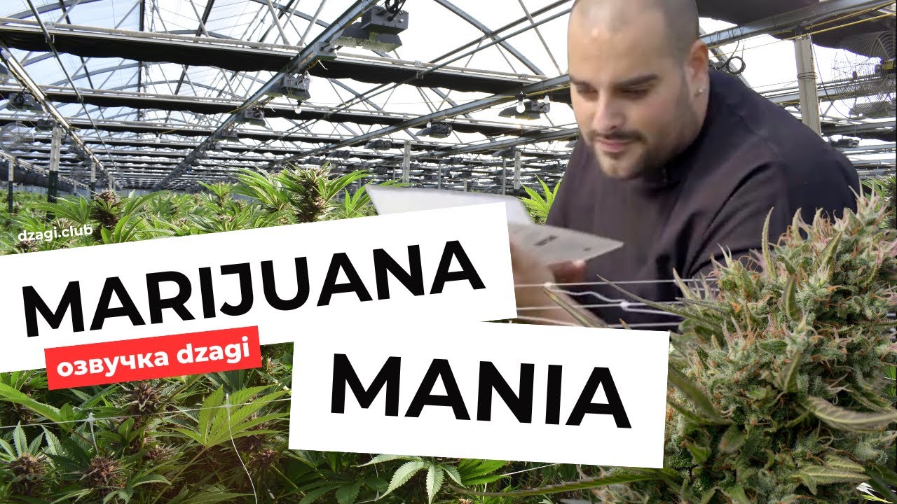 Marijuana mania 5 эпизод в озвучке Dzagi