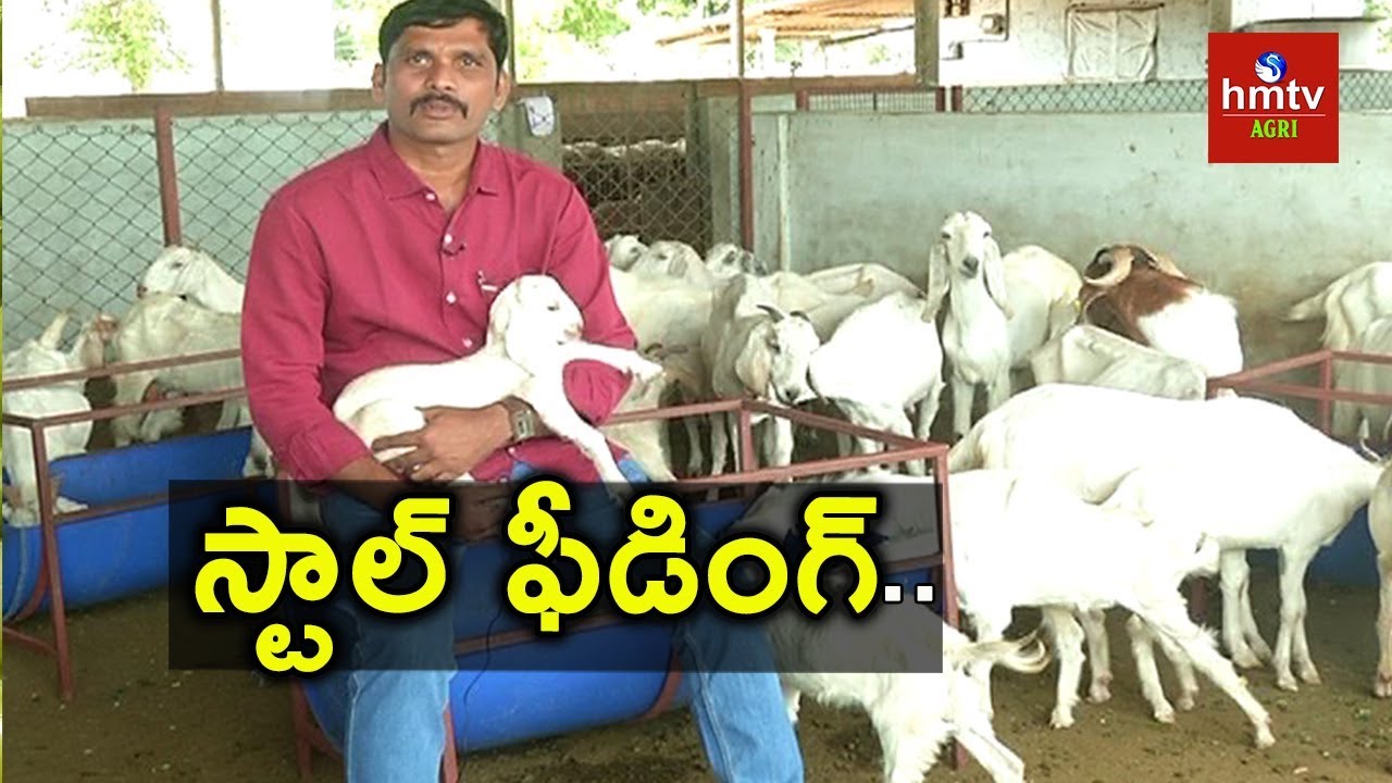 Goat Farming Guide By Purnachander Reddy | hmtv Agri