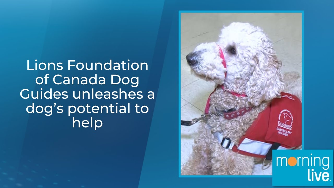 Lions Foundation of Canada Dog Guides unleashes a dog's potential to help