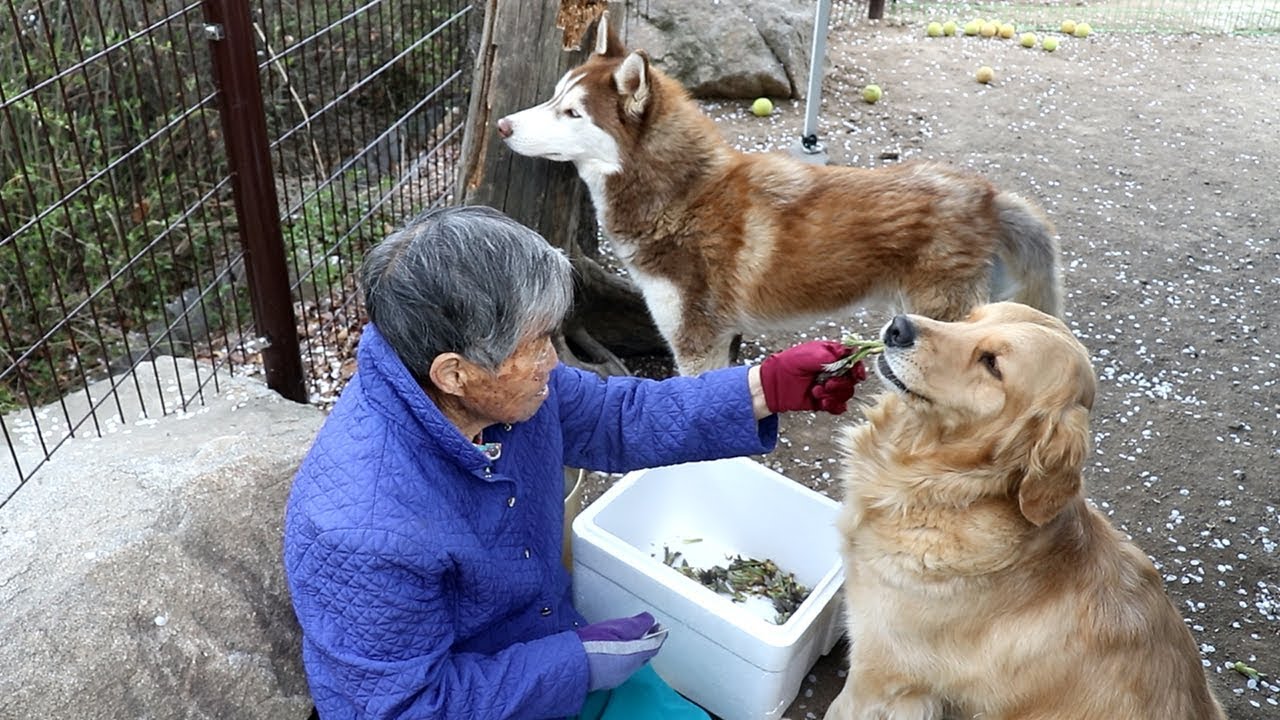 두릅 훔치다 할머니한테 혼나는 강아지 반응