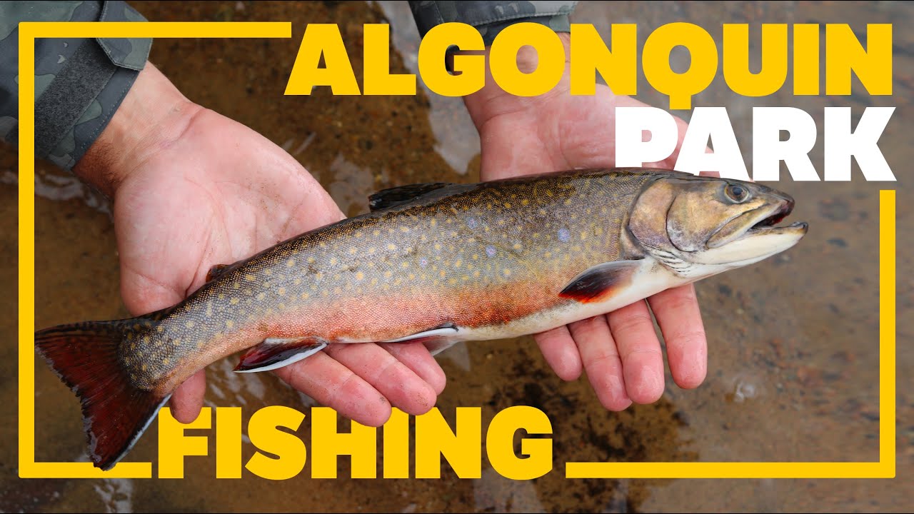ROCK LAKE ALGONQUIN PARK FISHING & CAMPING