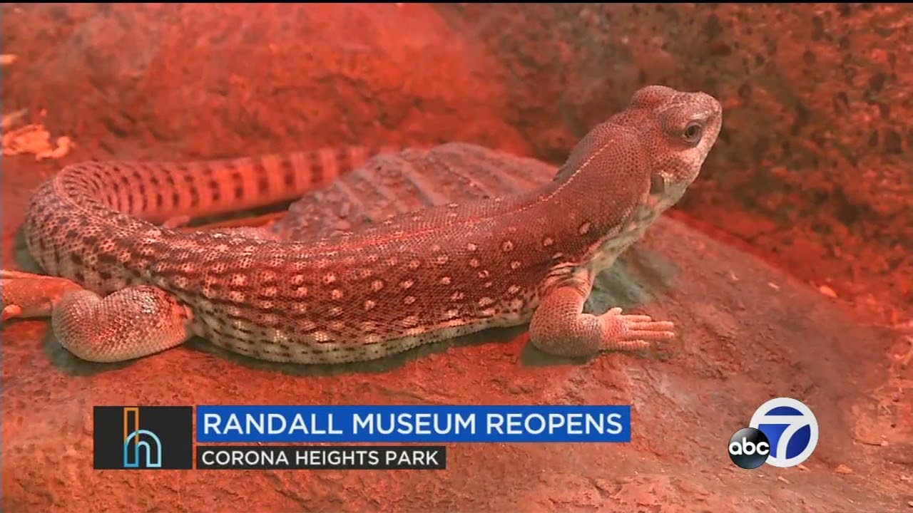 Randall Museum Reopens, SF Beer Week and other weekend fun