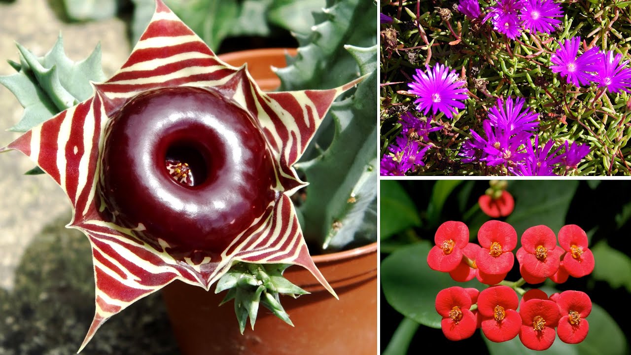 13 Piante Grasse In Fiore, Belle E Molto Resistenti