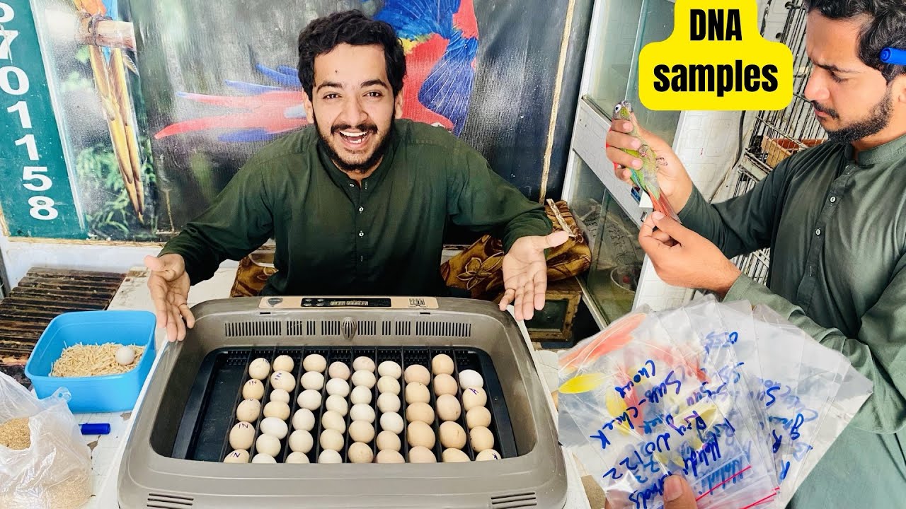 Eggs incubator main rakh diya🥰birds ka DNA sample lab bhijwa diya